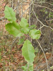 Quercus × morehus