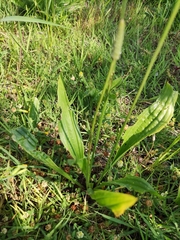Plantago lanceolata