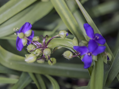 Tradescantia × andersoniana