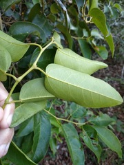 Cissus oblonga