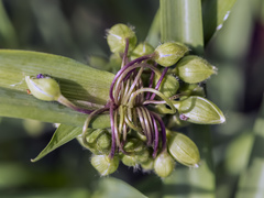 Tradescantia × andersoniana