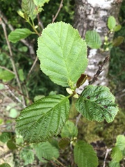 Alnus glutinosa