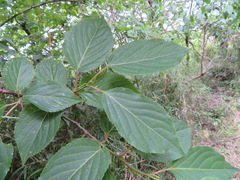 Stachyurus praecox