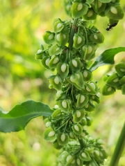 Rumex