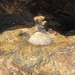photo of Variegated Limpet (Cellana tramoserica)