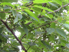 Stachyurus praecox