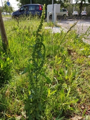 Rumex