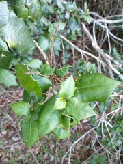 Alchornea ilicifolia