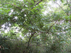 Stachyurus praecox