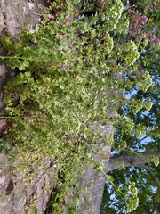 Origanum vulgare
