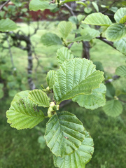 Alnus glutinosa
