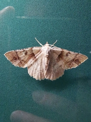 Aeolochroma melaleucae