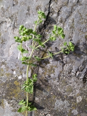 Origanum vulgare