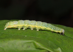 Cosmia trapezina