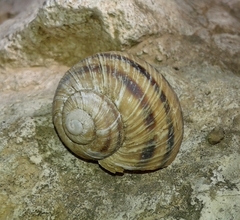 Image of Humboldtiana ultima