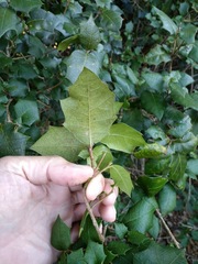 Alchornea ilicifolia