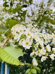 Prunus padus