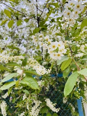 Prunus padus