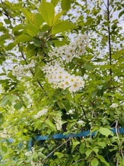 Prunus padus