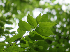 Zelkova serrata