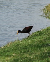 Jacana spinosa