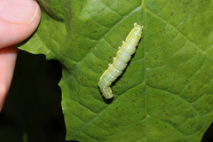 Cosmia trapezina