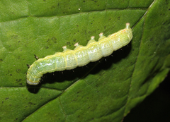 Cosmia trapezina