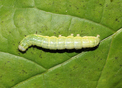 Cosmia trapezina