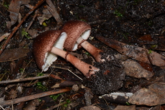 Lepiota haemorrhagica