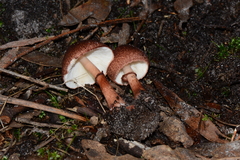 Lepiota haemorrhagica