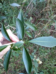 Tabernaemontana pandacaqui