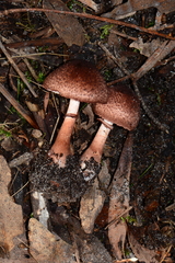 Lepiota haemorrhagica