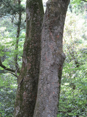 Zelkova serrata
