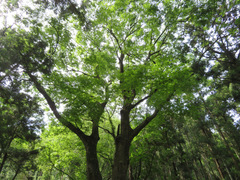 Zelkova serrata
