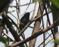 Heliodoxa leadbeateri