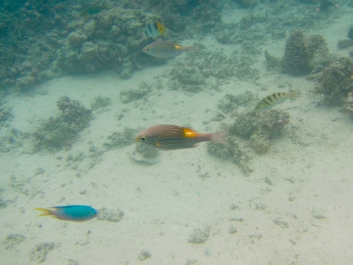 Gnathodentex aureolineatus