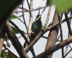 Heliodoxa leadbeateri