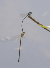 Pseudagrion microcephalum