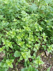Veronica peduncularis