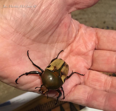 Eudicella tetraspilota euthalia
