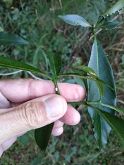 Tabernaemontana pandacaqui