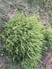 Sclerolaena muricata