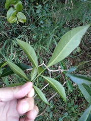Tabernaemontana pandacaqui