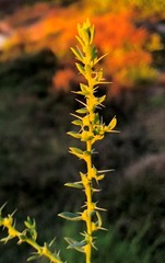 Sclerolaena muricata