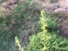 Sclerolaena muricata