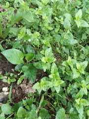 Veronica peduncularis