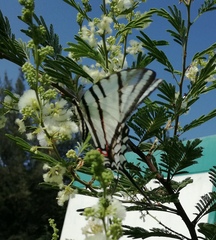 Protographium epidaus