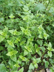 Veronica peduncularis