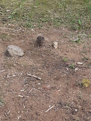 Turdus iliacus coburni