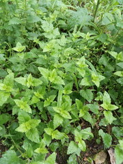 Veronica peduncularis